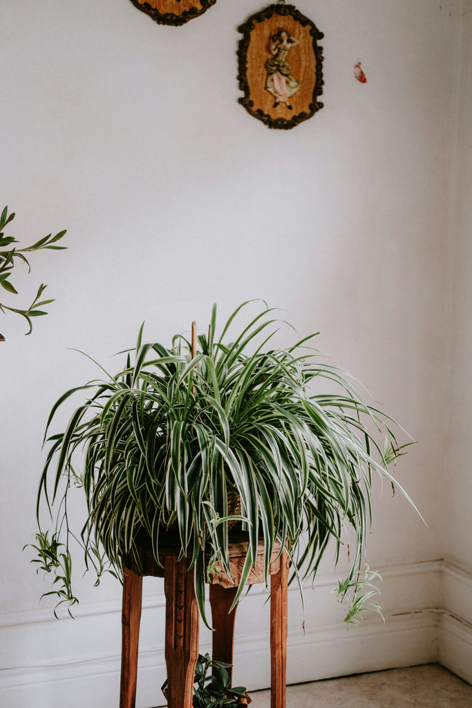 Victorian Plant Stand